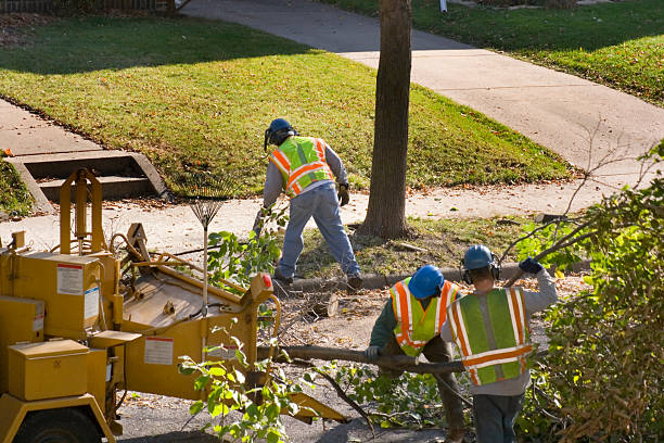 Best Tree Mulching  in Tuscola, IL